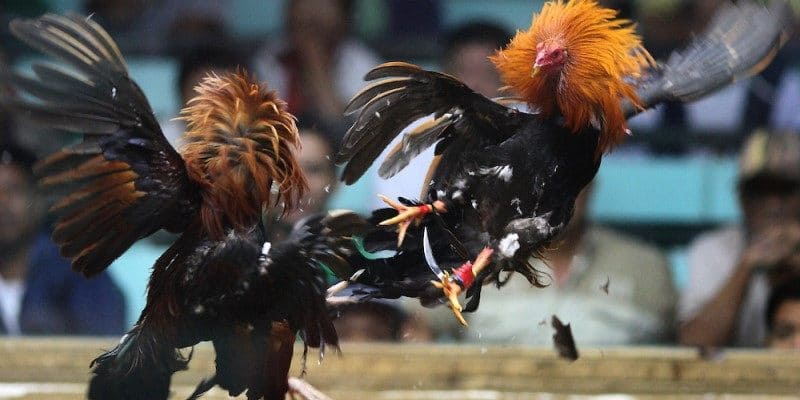 Những trận đấu trực tiếp chất lượng cao tạo cảm giác chân thực